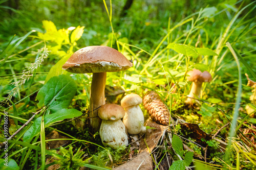 Mushrooms in the forest. Autumn outdoor recreation. Diet food