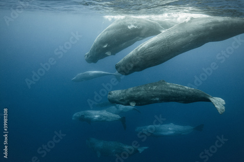 Sperm whales underwater