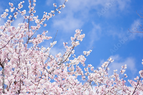 早咲きの満開になった暖流桜 