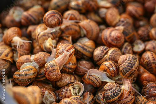 Many snails as background, closeup