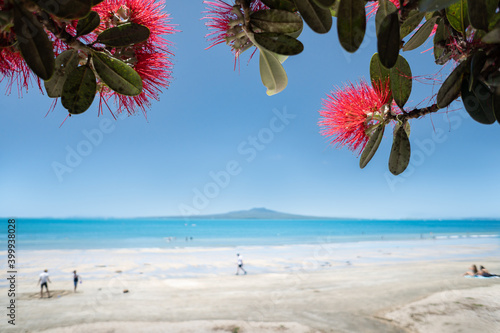 People playing and relaxing on the Takapuna beach, blooming red Pohutukawa flowers framing the Rangitoto Island in the distance