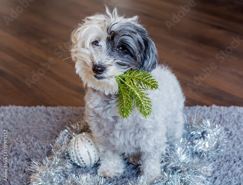 Cute Havanese Dog with Christmas Toys in the Mouth