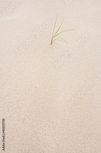 Jeune pousse dans une dune de sable