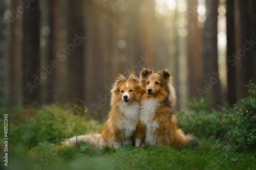 red two sheltie dogs in the green forest. Pet on the nature. tracking, hiking, travel 