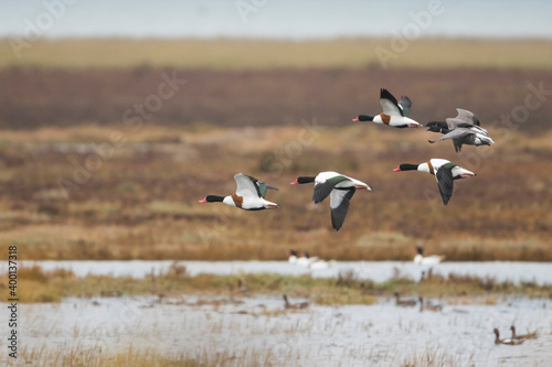 Common Shelduck - Brandgans - Tadorna tadorna, Germany (Niedersachsen), adult, with Dark-bellied Brent Geese