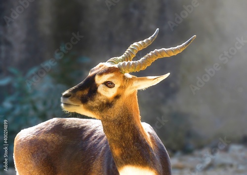 Blackbuck,The blackbuck, also known as the Indian antelope and Antilope cervicapra.