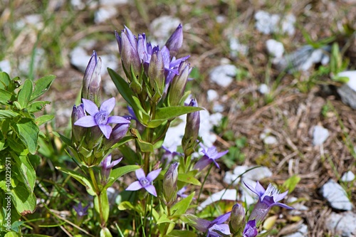 Charaktersytyczna dla flory Alp goryczka Wettsteina (Gentianella germanica)