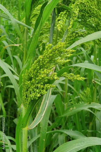 Ear of the proso millet in its natural field habitat, close up