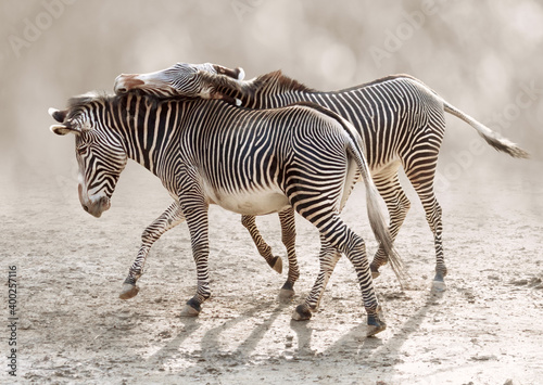 Moment of tenderness between a pair of zebras on blurred backgrounds.