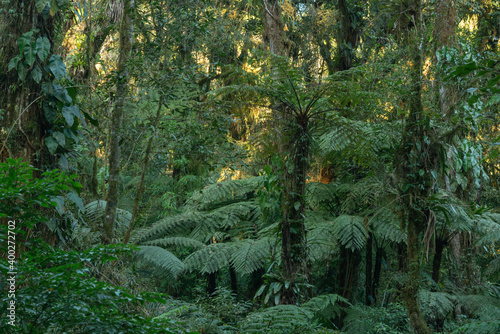 Paisagem de floresta na Serra do Mar no Paraná, Brasil. Floresta Atlântica ou Mata Atlântica