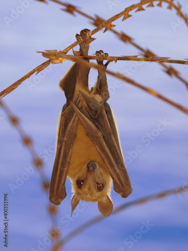 Megachiroptera Bat in Africa