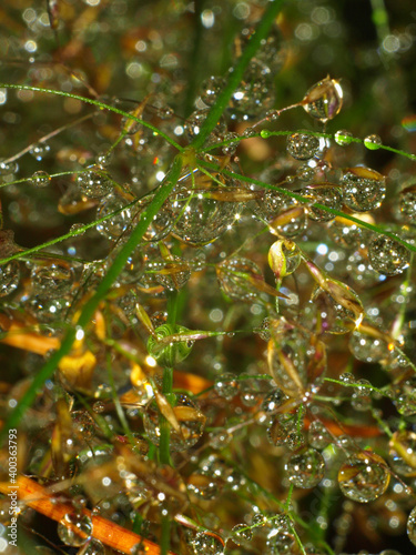 Dew on the grass