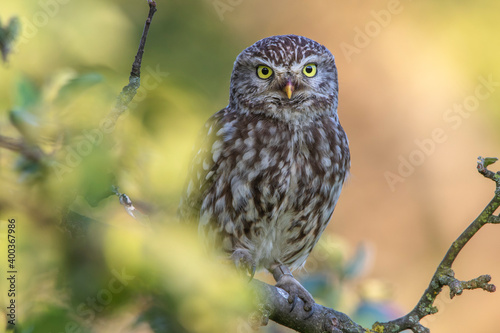 Steinkauz (Athene noctua)