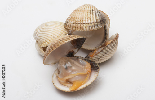 Galician cockles