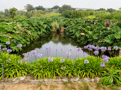 nénuphars au jardin de Vauville dans la Manche en France