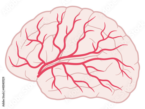脳血管支配領域_大脳外側面_中大脳動脈