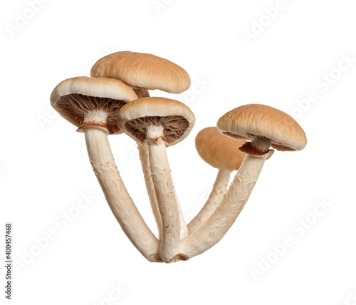 Fresh wild pioppini mushrooms isolated on white