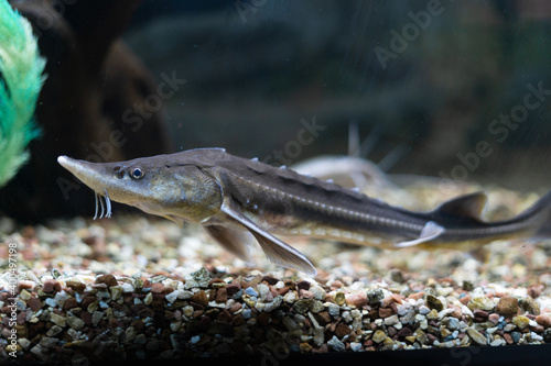 underwater photo of a Russian sturgeon Scientific name: Acipenser gueldenstaedtii - Type: Chordata - Class: Osteichthyes bony fish - Order: Acipenseriformes