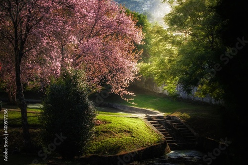 trees in the park