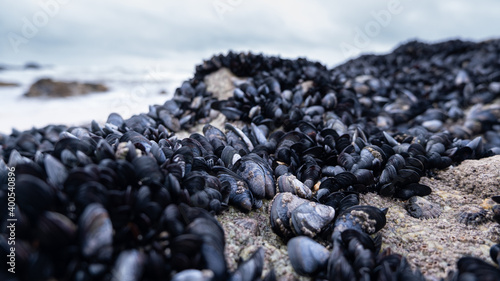 Mussels covering rocks on the beach in winter. Low angle closeup. Shallow depth of field.