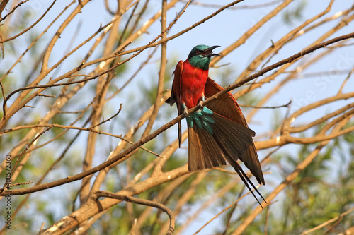 żołna szkarłatna - Northern Carmine Bee Senegal