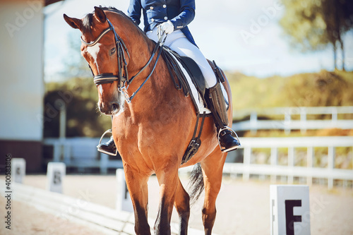 A strong, beautiful bay horse with a rider in the saddle participates in dressage competitions on a sunny summer day. Equestrian sports. Horse riding.