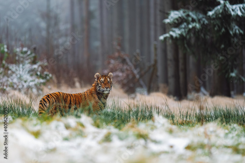 Siberian tiger (female, panthera tigris altaica), side view. A dangerous beast in its natural habitat. In the forest in winter, it is snow and cold.