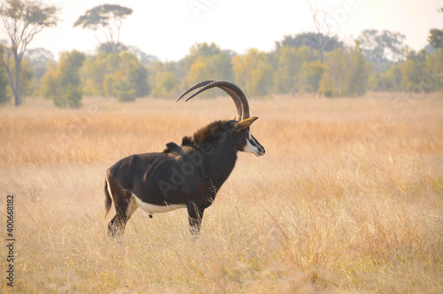 Sable Antelope in the grass with trees.