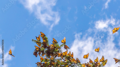 Monarch Butterflies on the tree branches at the Monarch Butterfly Biosphere Reserve in Michoacan, Mexico, a World Heritage Site. 