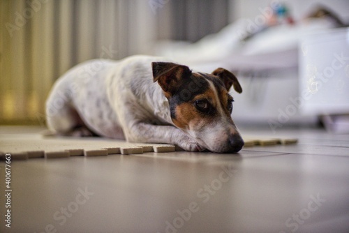 Jack Russell terier Dog