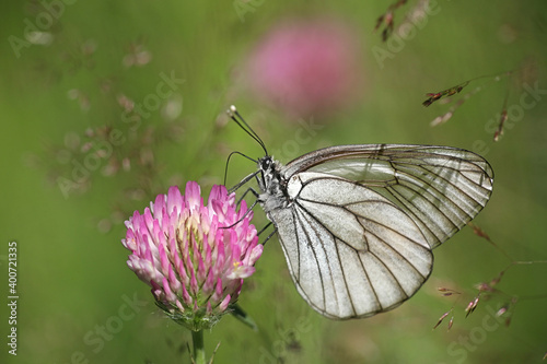 Black-veined White, Aporia crataegi, a beautiful butterfly from Finland feeding on red clover