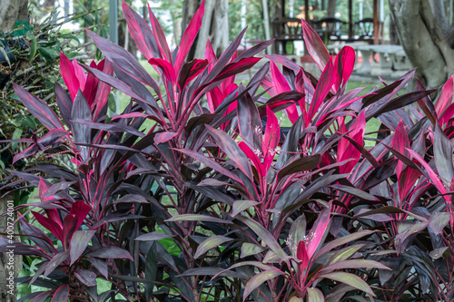 Selective focus Ti plant in the garden.(Cordyline fruticosa)Red leave.Common names including palm lily,Dracaena Palm,cabbage palm.