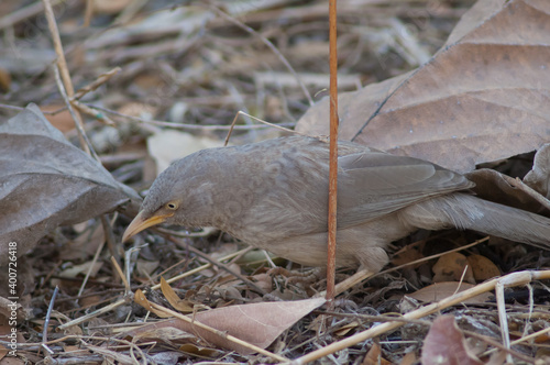 Jungle babbler Turdoides striatus searching for food. Sasan. Gir Sanctuary. Gujarat. India.