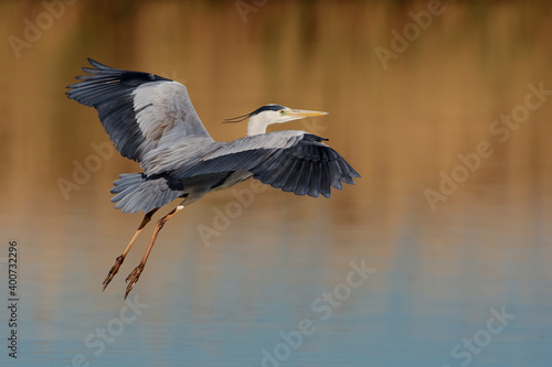 Blauwe Reiger, Grey Heron, Ardea cinerea