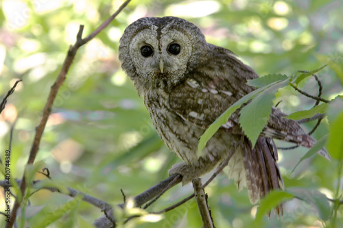 Tawny Owl, Bosuil, Strix aluco