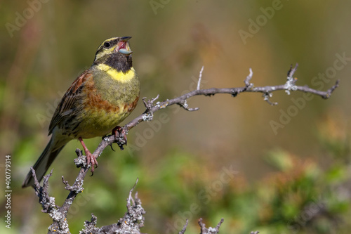 Cirlgors; Cirl Bunting; Emberiza cirlus