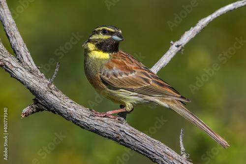 Cirlgors; Cirl Bunting; Emberiza cirlus