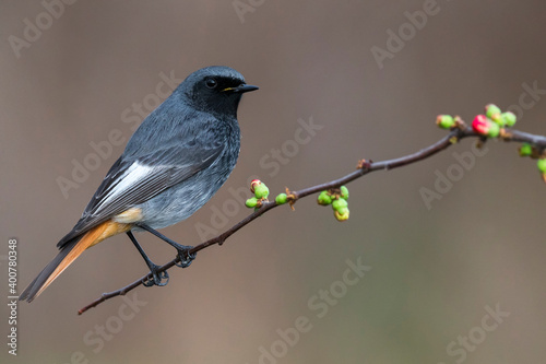 Zwarte Roodstaart, Black Redstart, Phoenicurus ochruros