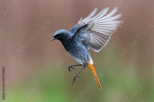 Zwarte Roodstaart, Black Redstart, Phoenicurus ochruros