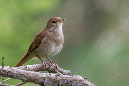 Nachtegaal; Nightingale; Luscinia megarhynchos