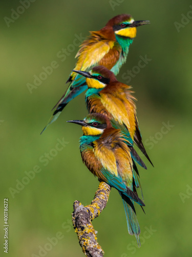 Bijeneter; Bee-eater; Merops apiaster