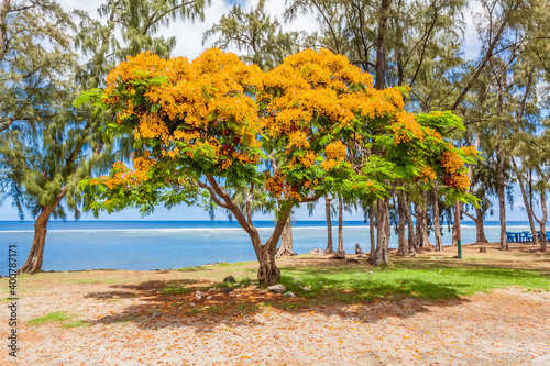 Arbre flamboyant sur plage de Saint-Leu, île de la Réunion 