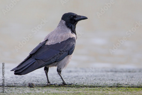 Bonte Kraai, Hooded Crow; Corvus cornix