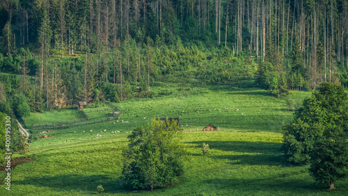 Polany i pastwiska otoczone lasem u podnóża gór