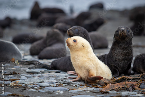 A young albino fur seal at a fur seal colony on a stone beach in South Georgia. Close-up.