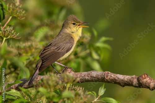 Orpheusspotvogel, Melodious Warbler; Hippolais polyglotta