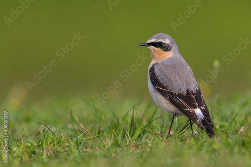 Tapuit, Northern Wheatear; Oenanthe oenanthe leucorhoa