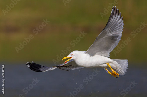 Geelpootmeeuw; Yellow-legged Gull; Larus michahellis