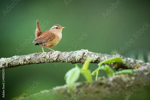 Eurasian wren, troglodytes troglodyte, walking on tree in summertime nature. Little brown songbird looking on mossed wood. Small feathered animal resting on bough.