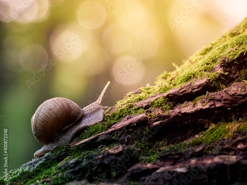 A slow grape snail crawls up the bark of a tree overgrown with moss. Beautiful bokeh in the background.